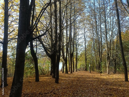 Talsa park during sunny autumn day. Oak and birch tree forest. Sunny day with white clouds in blue sky. Bushes are growing in woods. Fall season. Nature. Talsos parkas. photo