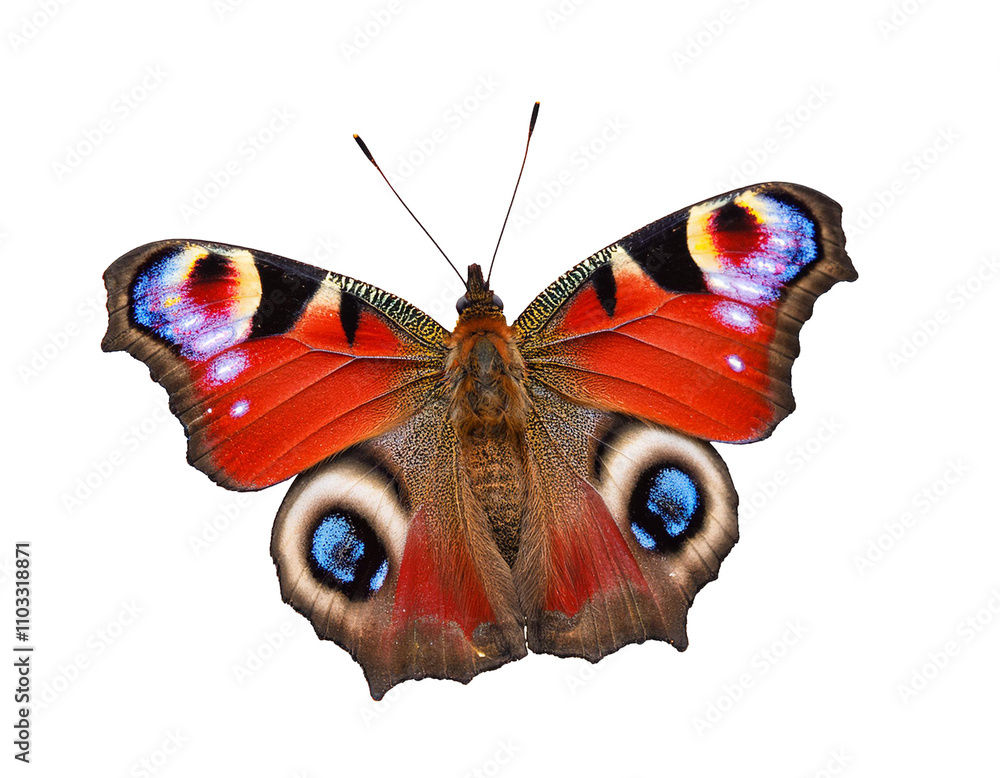 Peacock eye butterfly isolated background, cut out, transparent