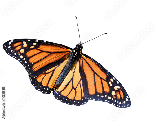 Obraz na płótnie Monarch butterfly isolated background, cutout, transparent w salonie