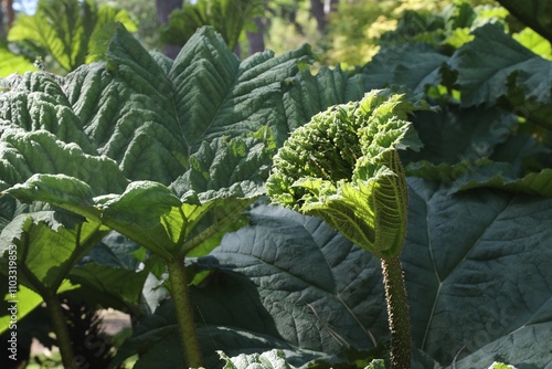 Gunnera manicata, rhubarbe géante du Chili