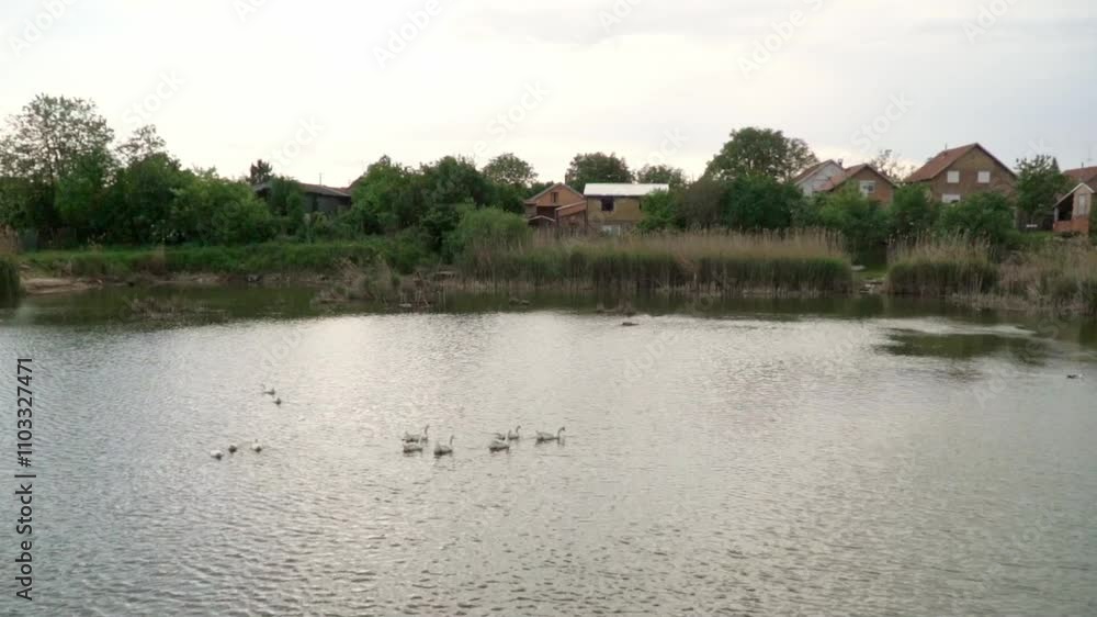 Ducks swim peacefully in a tranquil lake near rural homes during the late afternoon Ducks swim peacefully in a tranquil lake near rural homes during the late afternoon