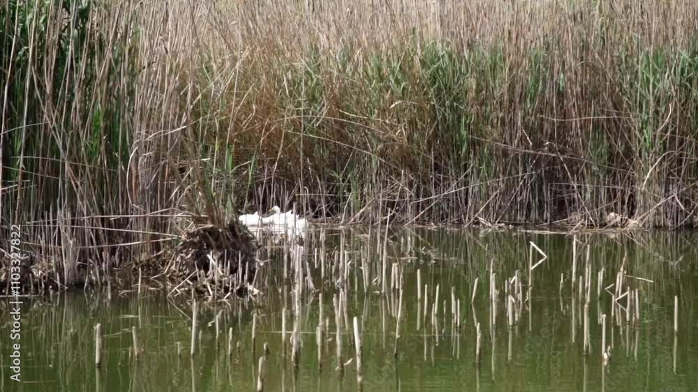 Wildlife observing near a tranquil pond surrounded by tall reeds during a sunny afternoon Wildlife observing near a tranquil pond surrounded by tall reeds during a sunny afternoon