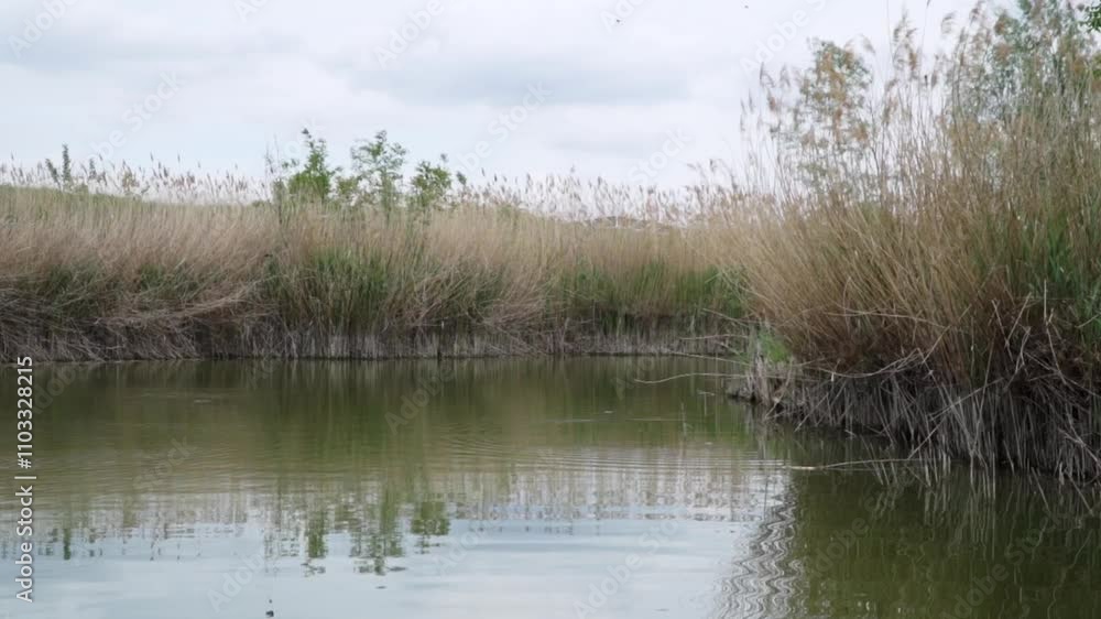 Calm waters and lush reeds create a serene environment near a peaceful waterway during a cloudy day Calm waters and lush reeds create a serene environment near a peaceful waterway during a cloudy day