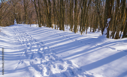 rural road through the winter snowbound forest photo