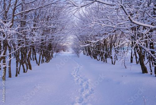 фотографія rural road through the winter snowbound forest