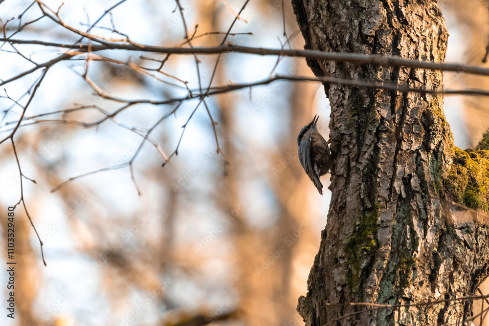 A small songbird, a blackbird, sitting on a branch in an oak forest in the Czech Republic A small songbird, a blackbird, sitting on a branch in an oak forest in the Czech Republic