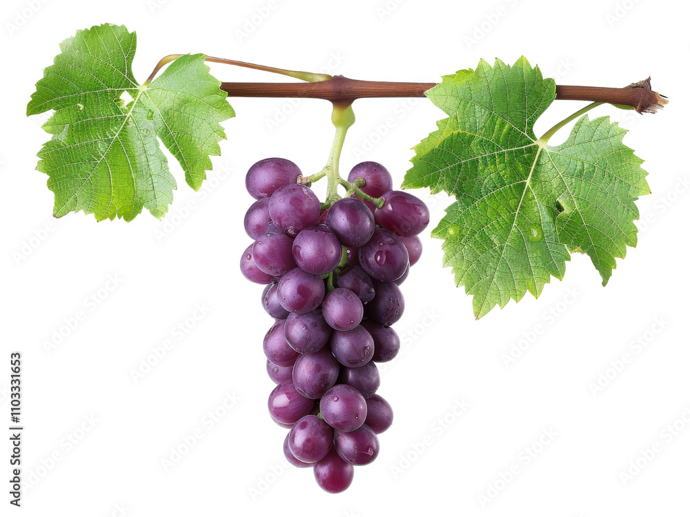 Fototapeta premium Juicy Purple Grapes Ready for Harvest