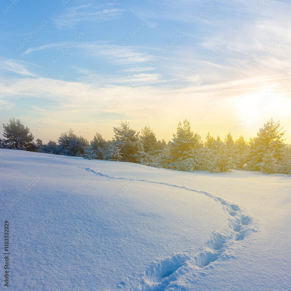 Obraz premium snowbound fir forest glade with human track at the sunset