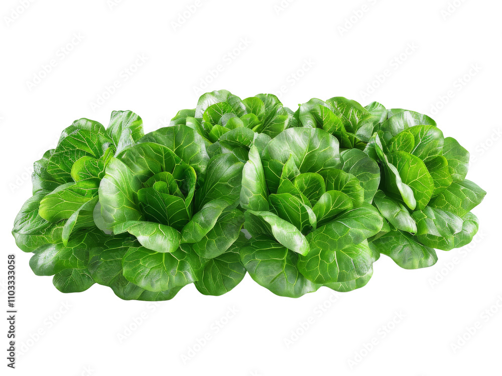 Fresh Green Lettuce Fresh Green Lettuce