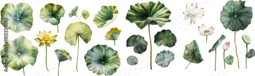 Watercolor illustration of lotus leaves and flowers Set of elements isolated on white background