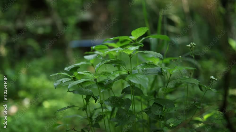 Worms-eye view of lush woodland, vibrant green foliage, shimmering morning dew, digital 3D render, photorealistic texture, ambient lighting to enhance foliage detail Worms-eye view of lush woodland, vibrant green foliage, shimmering morning dew, digital 3D render, photorealistic texture, ambient lighting to enhance foliage detail