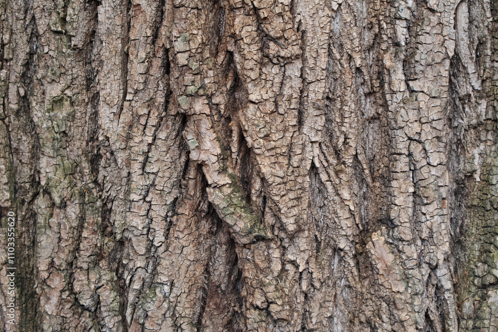 A detailed view of rugged tree bark, showcasing natural patterns, cracks, and earthy textures, perfect for nature and texture-focused projects A detailed view of rugged tree bark, showcasing natural patterns, cracks, and earthy textures, perfect for nature and texture-focused projects