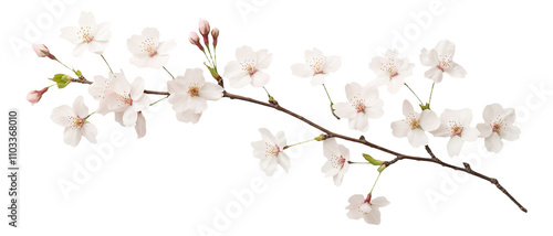 PNG Cherry blossom branch with white flowers and buds