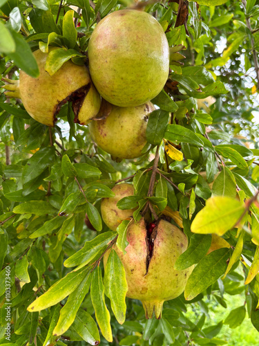 Frutti di melograno verde su un ramo di albero in un giardino di melograno. Frutti di melograno acerbi. Concetto di giardinaggio e agricoltura. photo