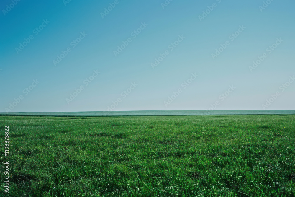 horizontal image of a green landscape, field of grass and clear blue sky horizontal image of a green landscape, field of grass and clear blue sky