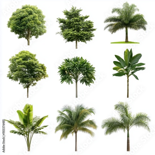 Collection of various trees showcasing different shapes and sizes in a natural arrangement