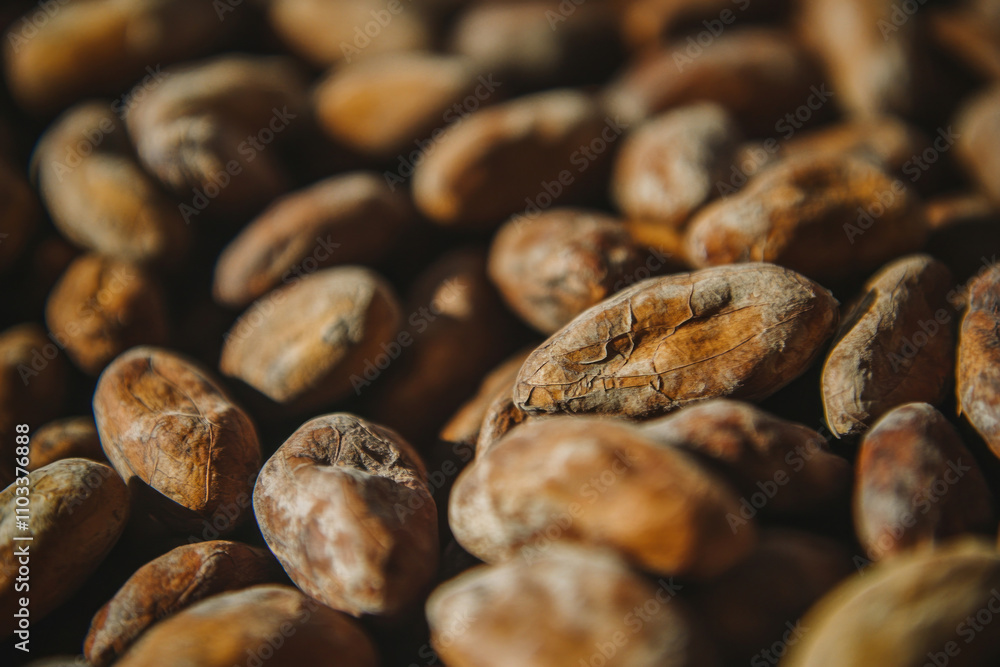 Drying cocoa beans closeup showing texture and wrinkles Drying cocoa beans closeup showing texture and wrinkles