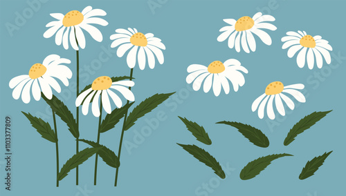 Daisy flower background.Eps 10 vector.