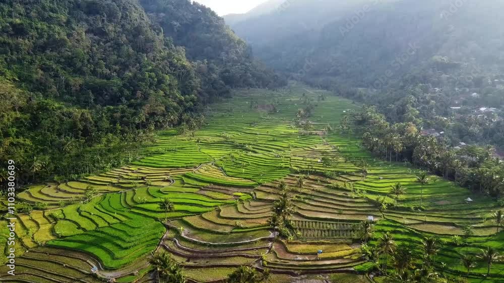aerial panorama of agrarian rice fields landscape in the village of Central Java, like a terraced rice fields ubud Bali ASIA Indonesia aerial panorama of agrarian rice fields landscape in the village of Central Java, like a terraced rice fields ubud Bali ASIA Indonesia