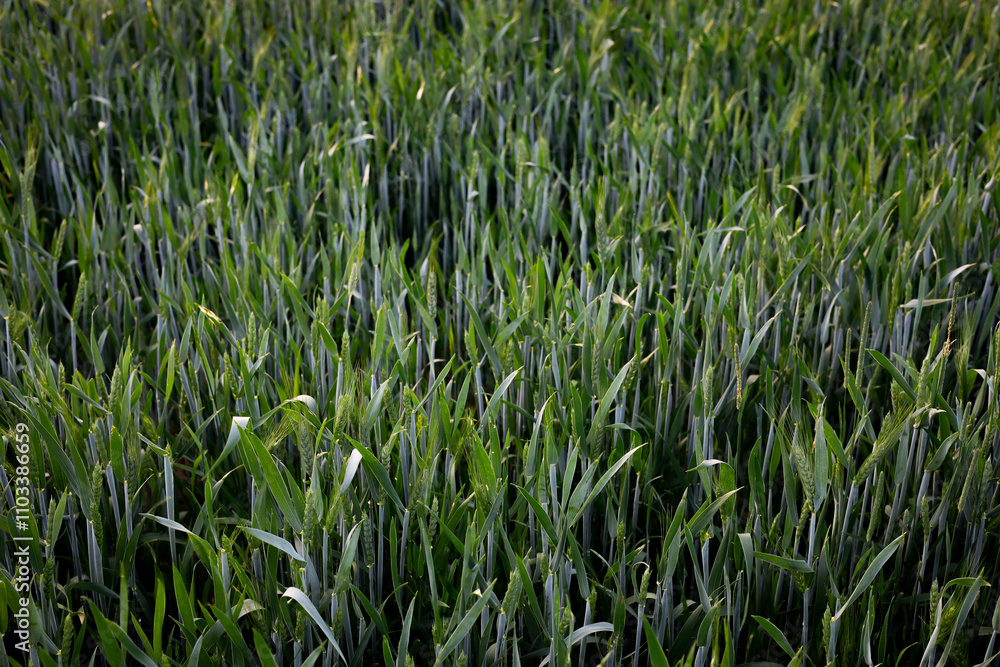 Obraz premium Green growing wheat field background texture