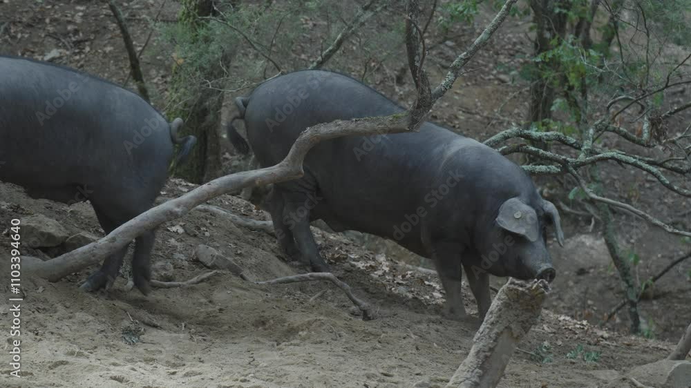 two fat cinta senese pigs, one lying down, the other disturbs and walks away two fat cinta senese pigs, one lying down, the other disturbs and walks away