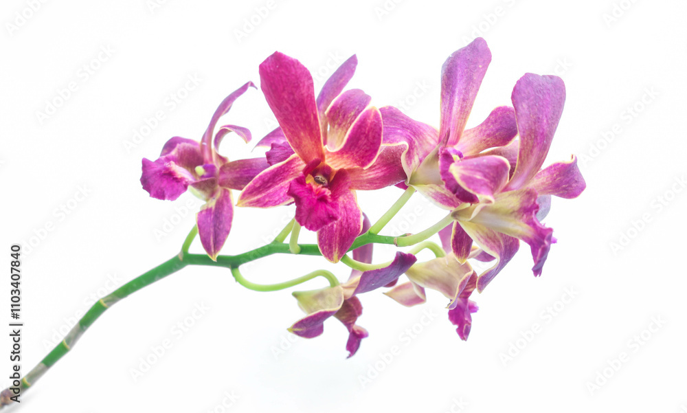 Obraz premium Beautiful Red Dendrobium orchid flower isolated on white background for wallpaper