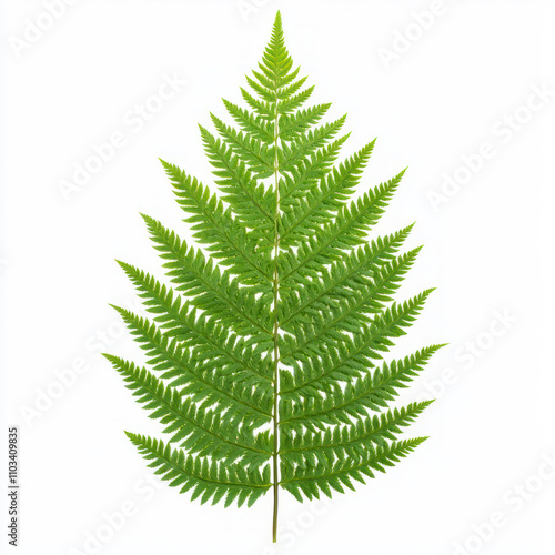 Wallpaper Mural Forest tree isolated on white background Torontodigital.ca