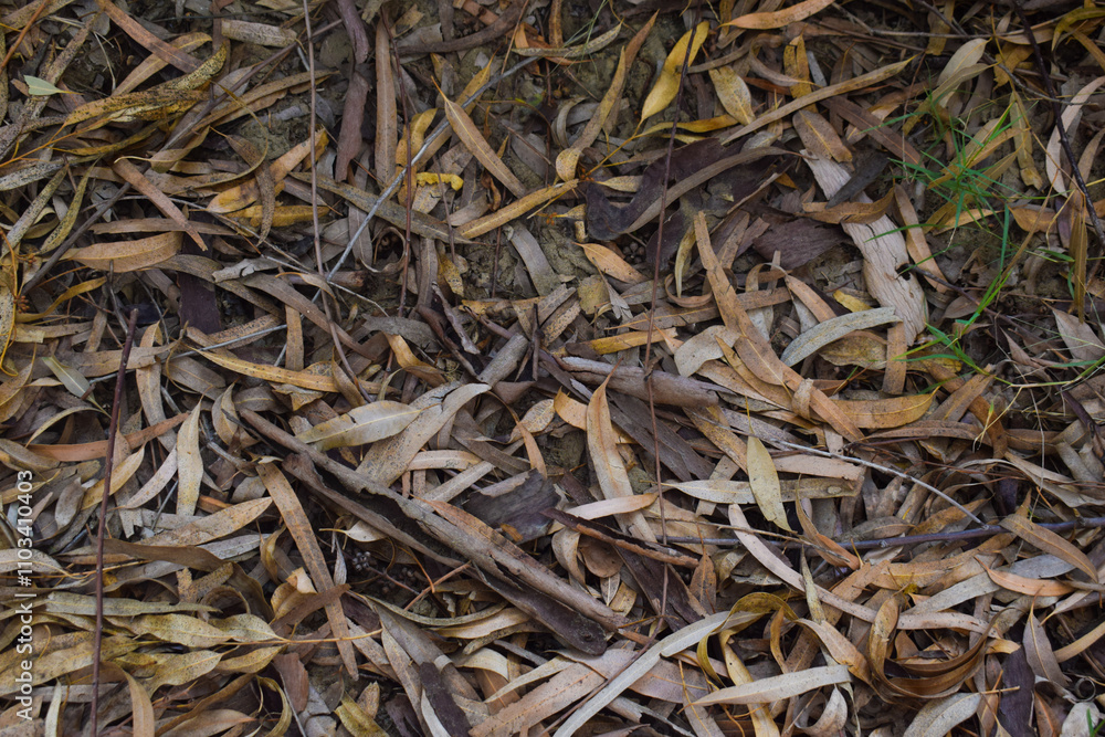 Pale brown willow tree leaves on the ground. Fall texture background, Dry gum leaves found on the grounds of the Australian Eucalyptus forest, Pale brown willow tree leaves on the ground. Fall texture background, Dry gum leaves found on the grounds of the Australian Eucalyptus forest,