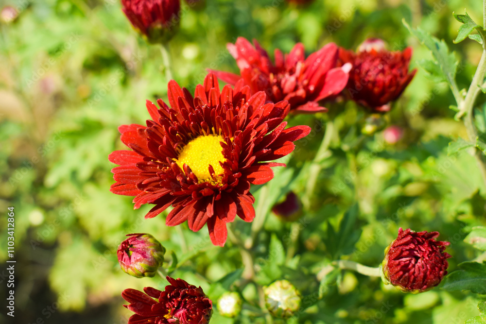 Chrysanthemum Flower sevanti Flowers, Hardy chrysanthemums Plant, Red daisies growing on a flower bed in a home garden. Blooming plants in the garden on a dark background. Tiny garden in the city. Chrysanthemum Flower sevanti Flowers, Hardy chrysanthemums Plant, Red daisies growing on a flower bed in a home garden. Blooming plants in the garden on a dark background. Tiny garden in the city.