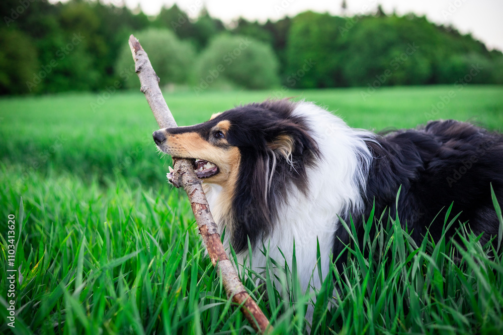 Adorable rough collie dog puppy playing with a big stick in deep grass Adorable rough collie dog puppy playing with a big stick in deep grass