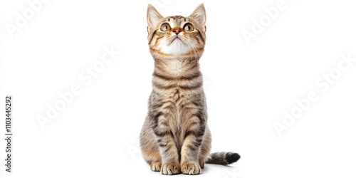 Curious Tabby Kitten Sitting, White Background