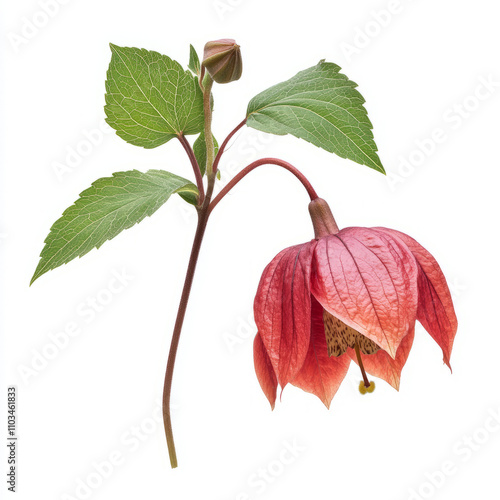 red and green leaves isolated