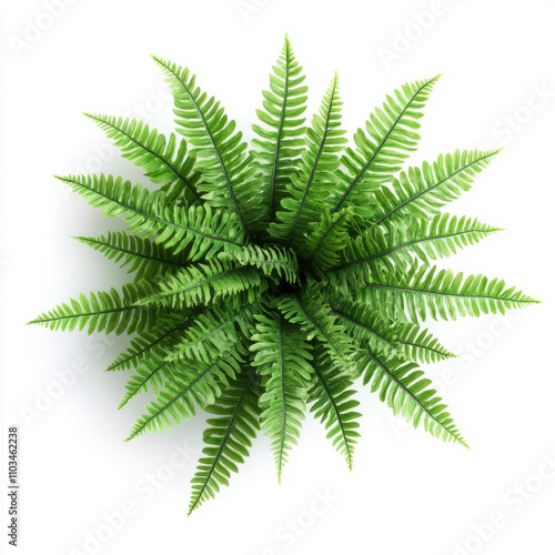 Wallpaper Mural fern leaf isolated on white Torontodigital.ca