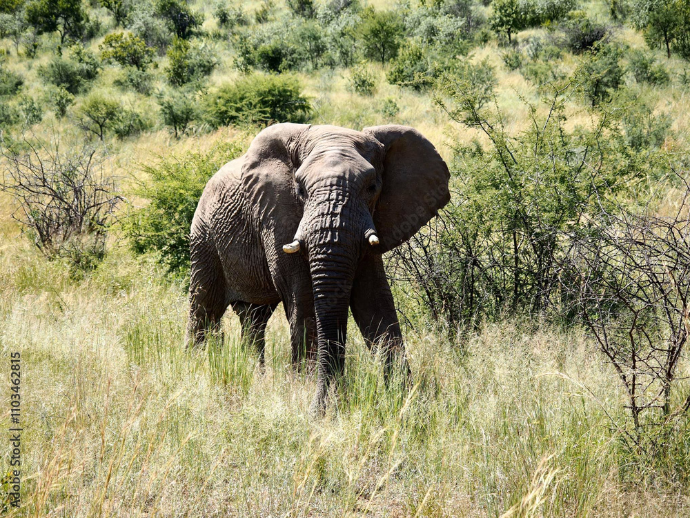 Elephant searching for food in the African savannah Elephant searching for food in the African savannah