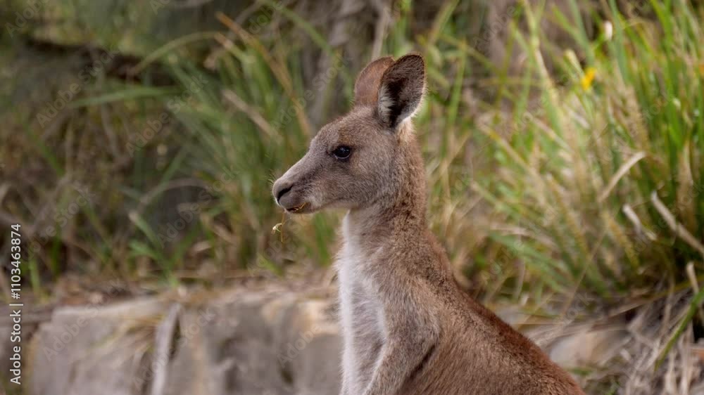 Close up as kangaroo chews, pans left as a woman holds out grass in the palm of her hand Close up as kangaroo chews, pans left as a woman holds out grass in the palm of her hand