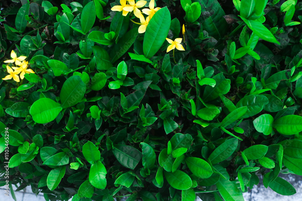 Yellow Ashoka Flower (Saraca asoca) in the park, wallpaper of yellow Ashoka flowers with green leaves Yellow Ashoka Flower (Saraca asoca) in the park, wallpaper of yellow Ashoka flowers with green leaves