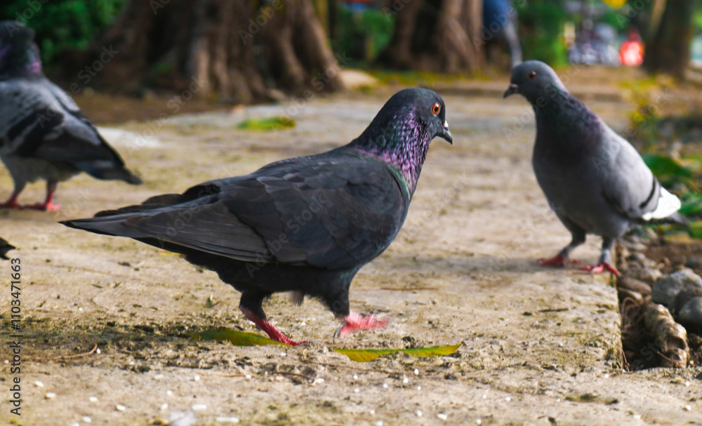 A flock of purebred pigeons in the park is eating rice. Brown and black pigeons are feeding on the ground. Garden pigeons A flock of purebred pigeons in the park is eating rice. Brown and black pigeons are feeding on the ground. Garden pigeons