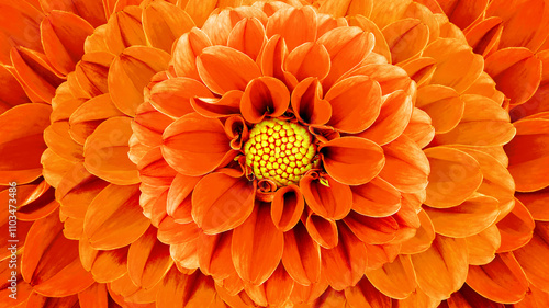 Floral spring background. Dahlia pink flower. Close-up.