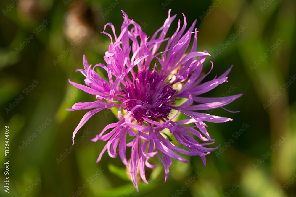 Centaurea jacea. Amazingly beautiful flower that grows in all fields and meadows Centaurea jacea. Amazingly beautiful flower that grows in all fields and meadows