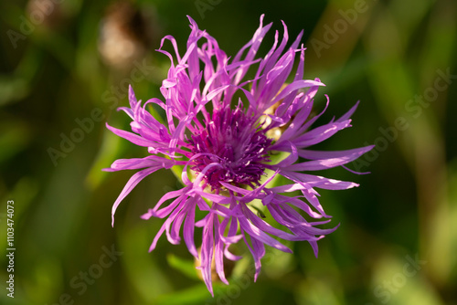 Centaurea jacea. Amazingly beautiful flower that grows in all fields and meadows