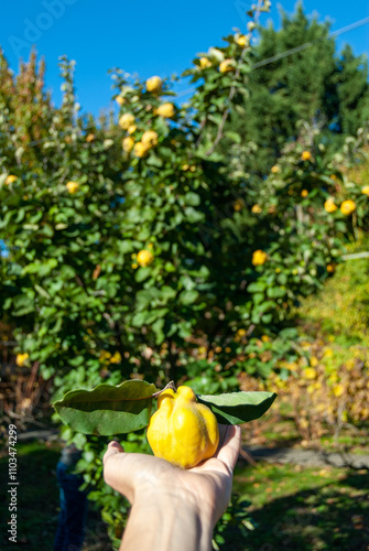 hand holding quince fruit with tree in background
