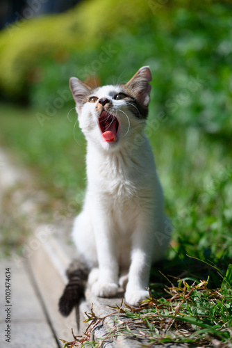 Kittens sit with their mouths open