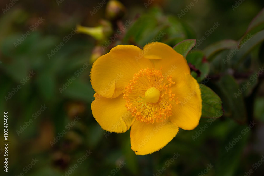 Yellow Hypericum Hidcote (St. John s Wort). A summer background of a large yellow flower on a green bush. Yellow Hypericum Hidcote (St. John s Wort). A summer background of a large yellow flower on a green bush.