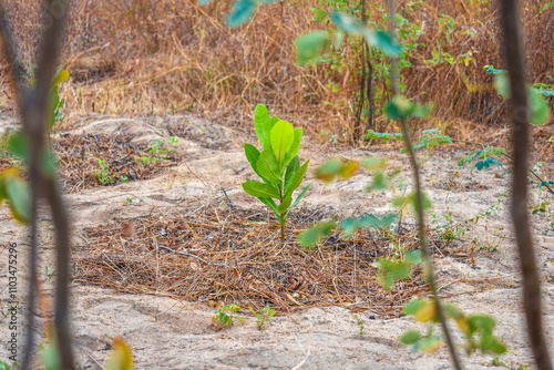 O Caju Anão, quando plantado em vasos, pode chegar a medir em torno de 2 metros de altura e quando no solo, pode chegar a medir em torno de 3 metros de altura photo