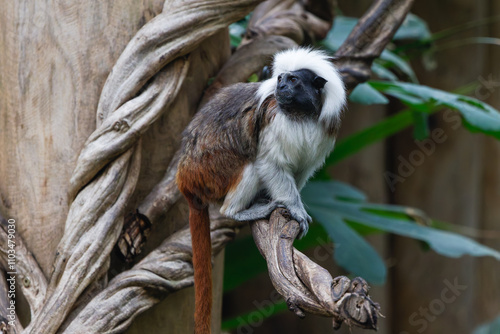 Photography A cotton-top tamarin monkey in a tree