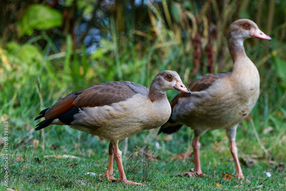 A couple of the Egyptian goose A couple of the Egyptian goose