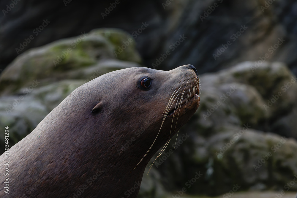 Obraz premium A detailled sea lion (family Otariidae)