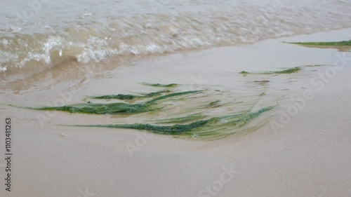 A small wave on the sandy Baltic Sea shore with green seaweed