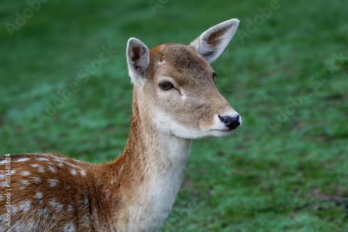 A beautiful fallow deer