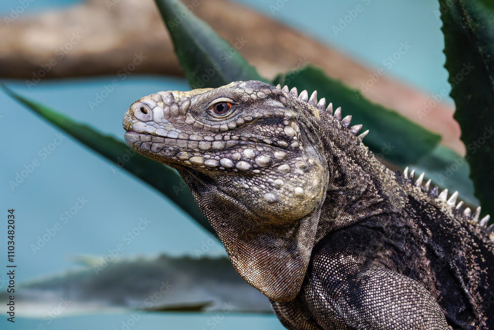 Obraz premium A high detailed iguana